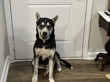 Cão de Castro Laboreiro – Rehome Bolto – San Antonio