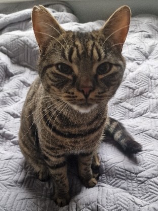 British Shorthair – indoor cat