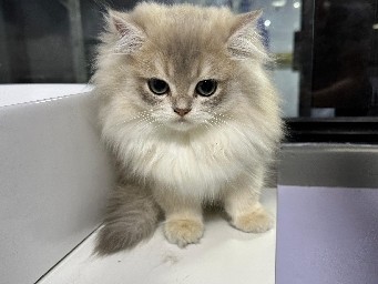 British Longhair – Purebred British Longhair Cat