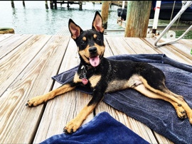 Chihuahua – chihuahua mix – Tampa
