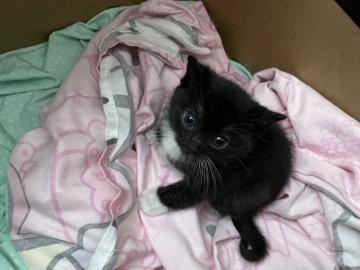 Ojos Azules – rehoming baby kitten – Long Beach