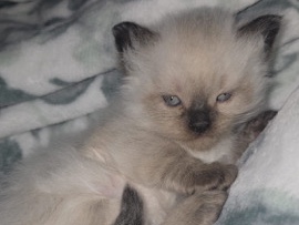 Himalayan seal point 