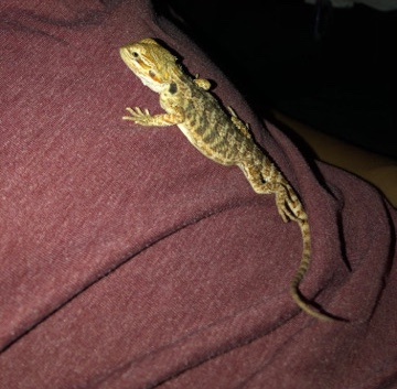 Baby Female Bearded Dragon