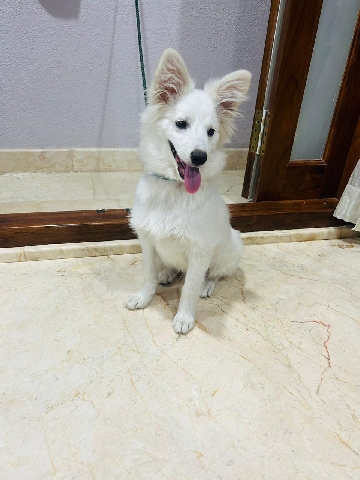 Pomeranian – 6 months Pomeranian with all Vaccination Done