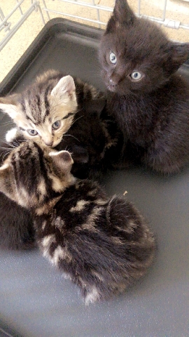 British Shorthair – 2 black kittens ready for there forever homes