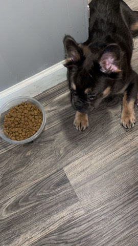 French Bulldog – Fluffy French Bulldog