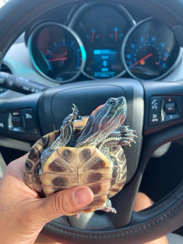 Any – red slider