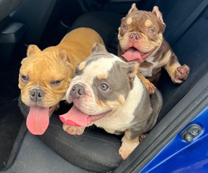 American Bulldog – American Bully