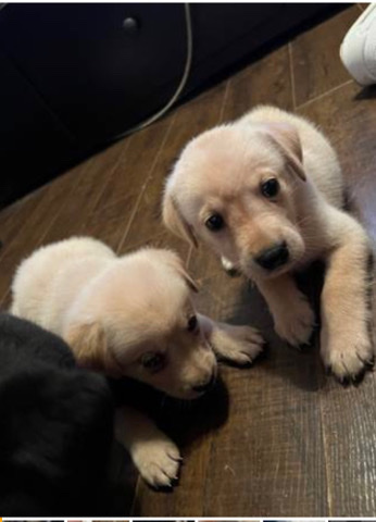 Labrador Retriever – Labrador retriever rehoming