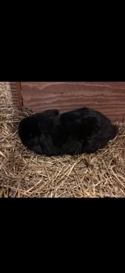 Holland Lop – Rabbit