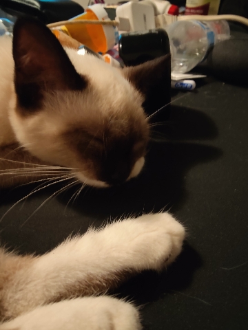 13 Free kittens