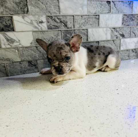 French Bulldog – frenchies