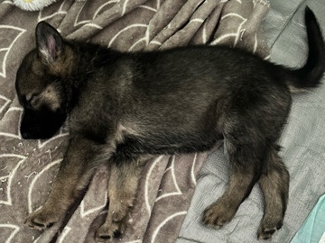German Shepherd – Timber Wolf German Shepherd Hybrid – Indianapolis
