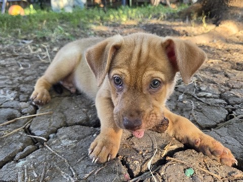 Carolina Dog – Carolina Chihuahua terrier mix puppy – San Antonio