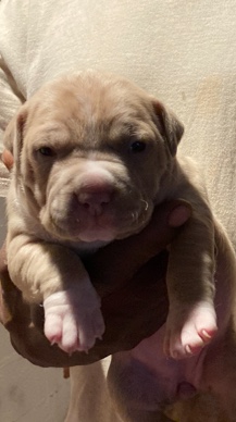 American Pit Bull Terrier – Pit Terrier Puppies
