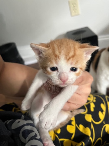 American Shorthair – kittens