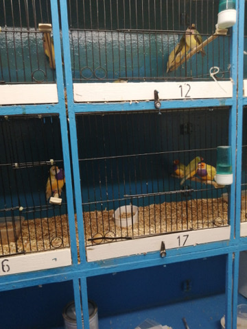 Gouldian finches