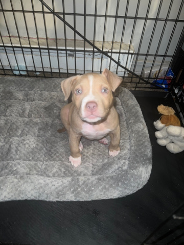 American Pit Bull Terrier – red nose pitbull