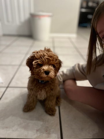 11 week registered cockapoo