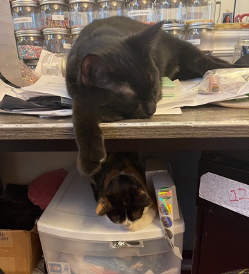2 House 8 Month Old House Kittens