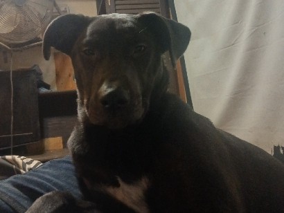 Labrador Retriever – very loving dog needs a new home. I cant keep her. – Anchorage