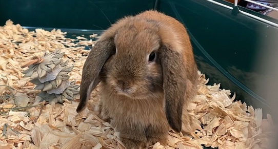 beautiful Holland lop bunny 