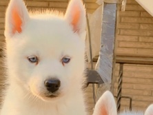 Siberian Husky – sale