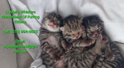 Maine Coon – Maine Coon aka Little Giants Kittens For Sale – Philadelphia