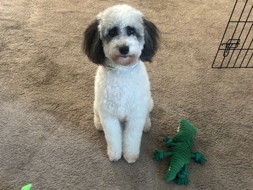 Shepadoodle – Bailey - Mini Sheepadoodle – Columbus