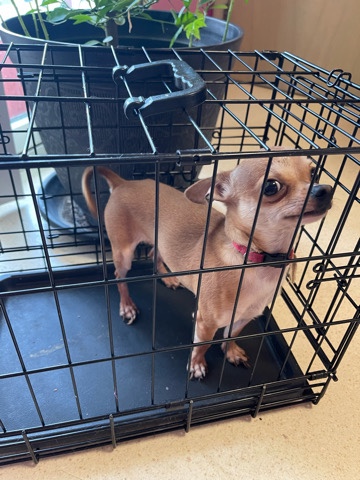 Chihuahua – Need to Re-Home this little Chihuahua Dog!