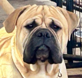 Bullmastiff – Bullmastiff King Kennel (Best in the Southwest)