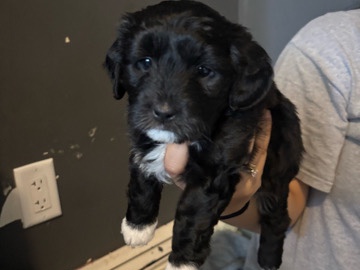 Black and Tan Virginia Foxhound – puppy – New York