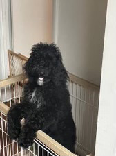 Poodle – Standard Poodle