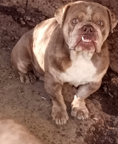 Olde English Bulldogge – Female Adult English Bulldog For Sale