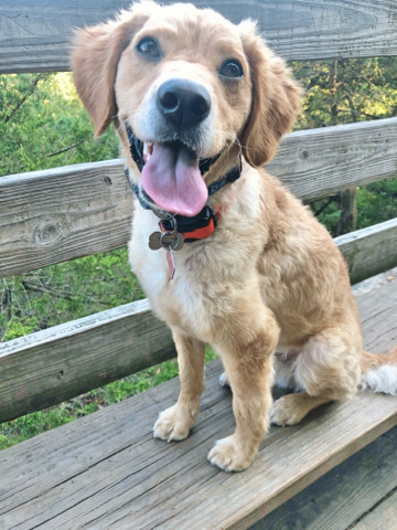 trained mini goldendoodle