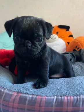 Pug – Pugs girls