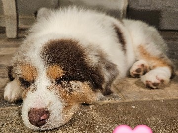 Australian Shepherd – Australian Shepherd puppies! – Pearl