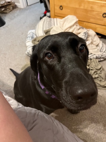 Black Lab