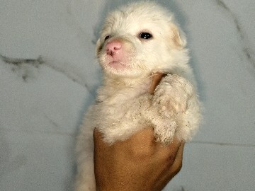 Indian Spitz – pure breed Pomeranian male and female both are available for sale in Lucknow – Barabanki