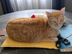 American Shorthair – Topaz Rehome – Cleburne