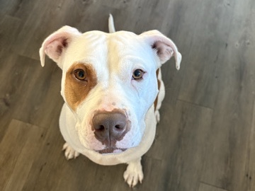 American Pit Bull Terrier – Selina!