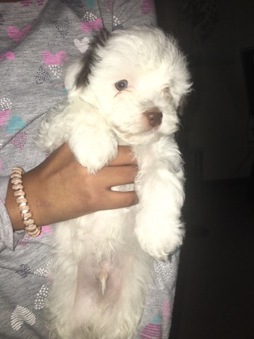havanese pup 8 weeks old