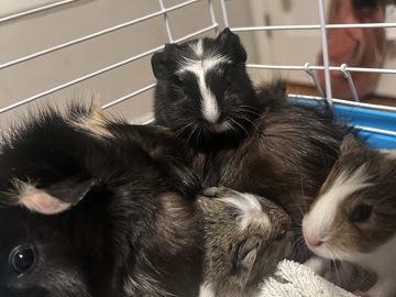 Guinea pigs