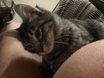 Sweet 5-Month-Old Mixed Breed Kitten for Sale – Lutz – Land O Lakes