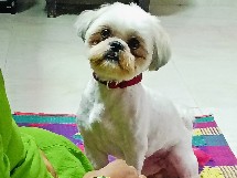 Shih Tzu – wanted a better parents for our pet to take care