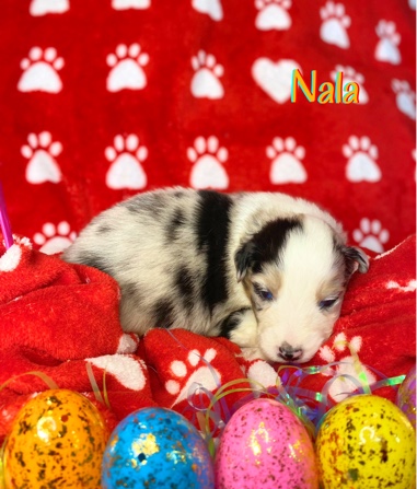Australian Shepherd – Nala Australian Shepard