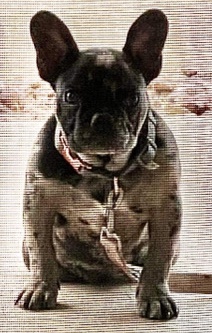 French bulldog
