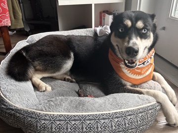 Siberian Husky – need rehoming – Austin