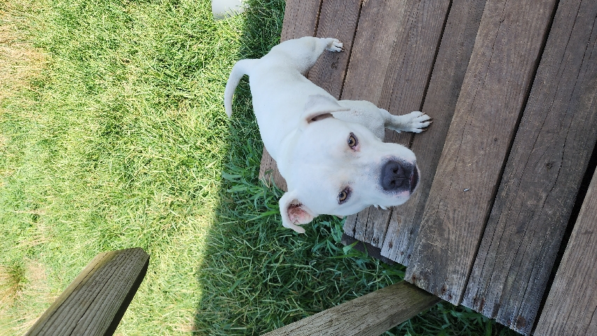 American Pit Bull Terrier – Needs a loving home as soon as possible