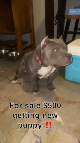 American Bulldog – Amiri Pocket Bully